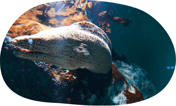 海のギャング、ウツボ